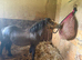 1yearly colts Welsh section A for sale