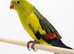 Proven/ breeding pair of rock pebblers