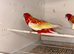Proven breeding pairs iff rosellas
