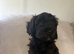 F2 cockapoo puppies
