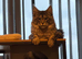 Maincoon proven stud
