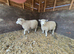 Ryeland x Romney Ewe Lambs x 5