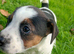 Jack Russell Puppies for Sale Swansea