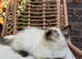Ragdoll kittens for sale