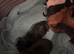 Working cocker spaniels