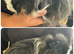 Baby boar guinea pigs