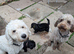Cockapoo puppies. Super cute. Various colours