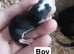 Baby dumbo rats