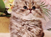 Chinchilla Persian kittens