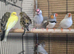 11 canaries cocks and hens
