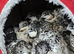 Cpq button quail eggs Chinese Painted hatching eggs