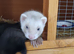 Ferret kits ready