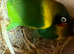 Love birds