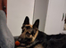 4-Year-Old German Shepherd Rex Available for Rehoming