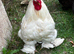 Handsome Pekin Bantam cockerels
