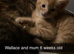 2 ginger males. 1 gray female 9 week old kittens