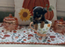 Tea cup toy yorki puppies