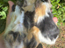 Three Male Guinea Pigs &ndash; Ready for Their Forever Homes