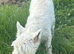 Westie bitch 3 year old