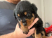 Last female Rottweiler puppy left