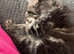 Make Mainecoon cross kitten
