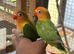 Tamed Lovebirds