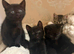 2 Black Girl Kittens