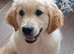 Golden retriever boy