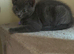 4 Beautiful Scottish Fold Kittens