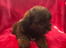 DNA HEALTH TESTED Male yorkiepoo pup poodle x yorkie