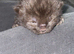 4 kittens all REHOMED