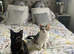 Beautiful natured Tabby and White Girl