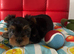 Tea cup Yorkshire Terrier boys