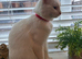 White cat