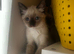 Two stunning Siamese snowshoe kittens