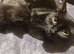 Sweet Girl Looking for New Home