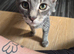 Beautiful Grey Tabby Boy Kitten