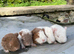 2 teddy boars