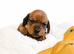 Beautiful Miniature Dachshunds