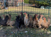 Serama pullet hens for sale