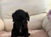 Beautiful cockapoo puppies