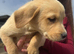 Labrador puppies