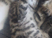 4 kittens girls left