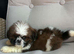 Shih Tzu puppy