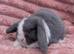 Mini lops