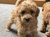 Apricot Toy Poodles!