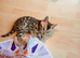 Beautiful Bengal kitten