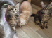 XXL Maine Coon Kittens.