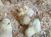 Cute little polish chicks