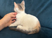 Beautiful sphynx cross kittens
